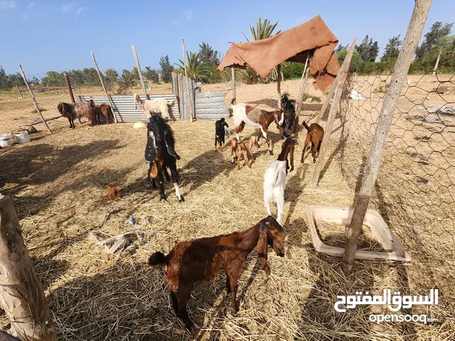ماعزه للبيع