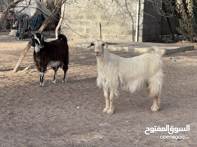 اضاحي للبيع