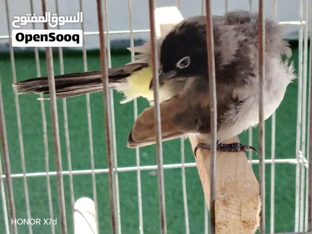 بلبل أليف تأكيل يدوي عمر 3 شهور البيع بدون قفص