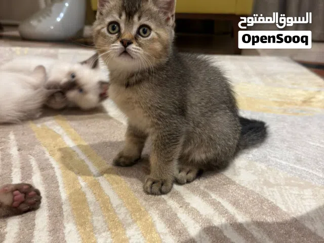 قطط سكوتش ستريت وفولد بيور
