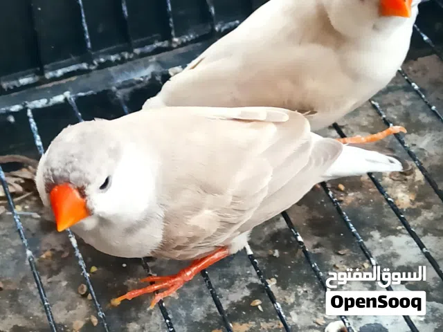 زيبرا 4/3 زوز ايناث لايت باك و سي اف دبليو