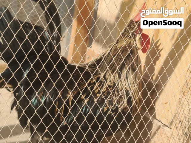 ديج 5 اصابع للبيع