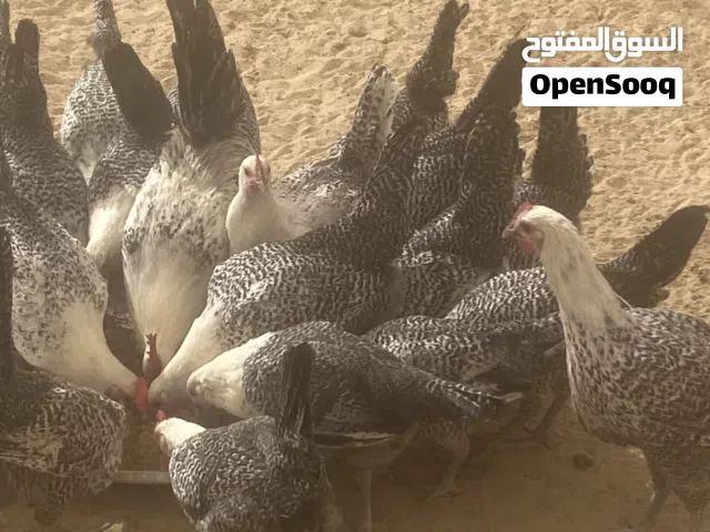 دجاج فيومي بياض العمر 6 شهور