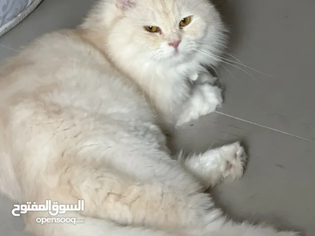 Persian cat