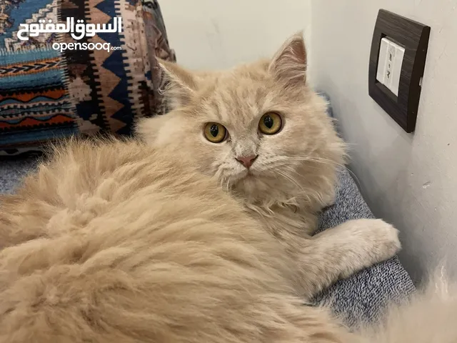 شرازي بسينا مهضومه اسما ميمي كتير كيوت وعاقلي صحتا منيحا ومطعمي عمرا6 اشهر