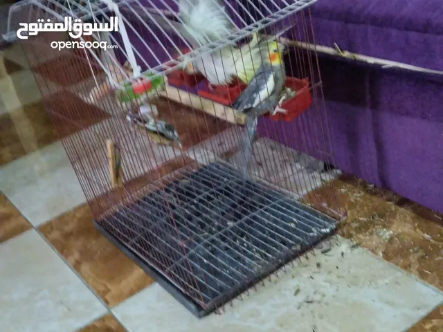 ببغانات كوكتيل بيحضروا الشمعه كامل مجتمعاتهم القفص والبياضه وكل حاجه