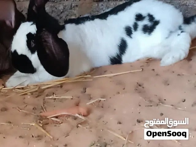 أرنب بابيون دكر وانثي دم صافي العمر  سنه وشهرين ناتجين عندي