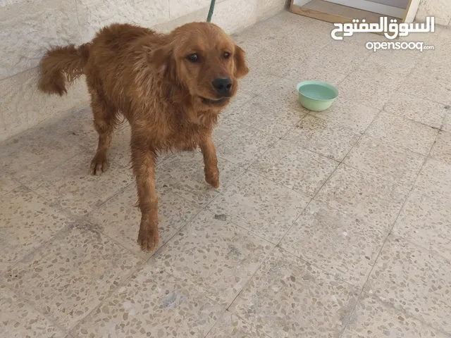 كلب جولدن ريتريفر ذكر