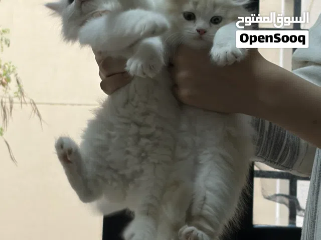 6 week old kittens for adoption. 1 male and 1 female available