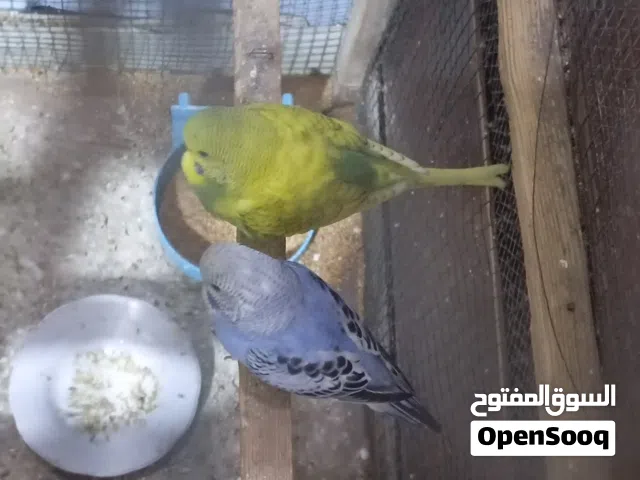 طيور حب تلث ازواج وفحله ثنين