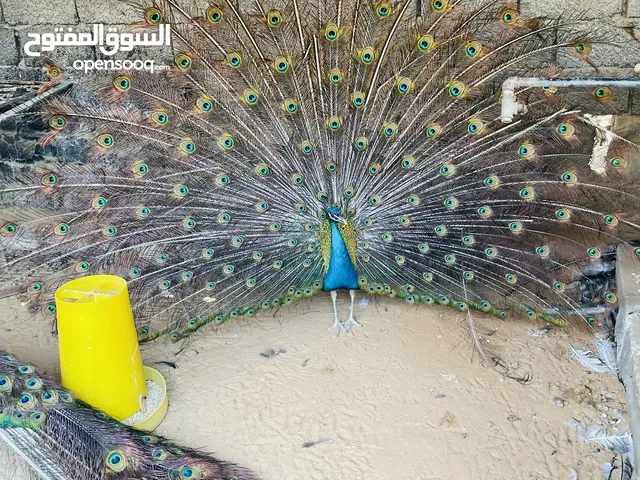 2 ذكور طاووس وأنته