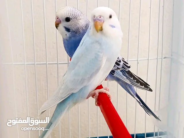جوز طيور حب مع قفص جديد