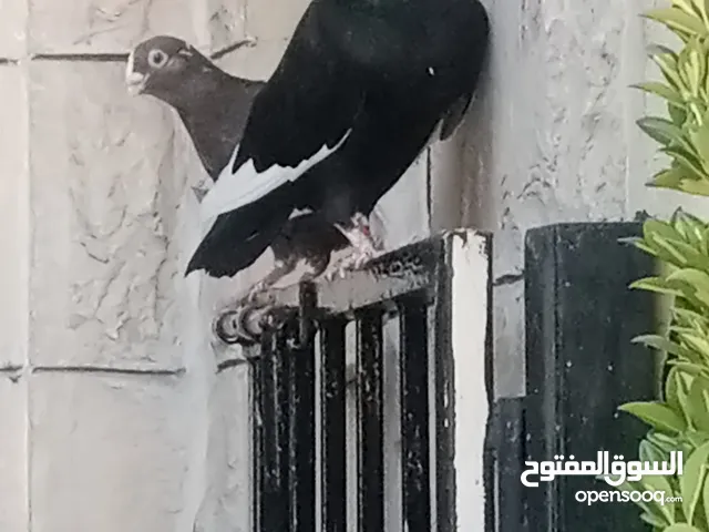 حمام للبيع التفاصيل آخر الاعلان