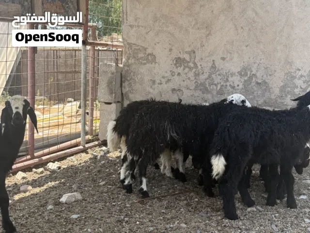 8حملات طيبات