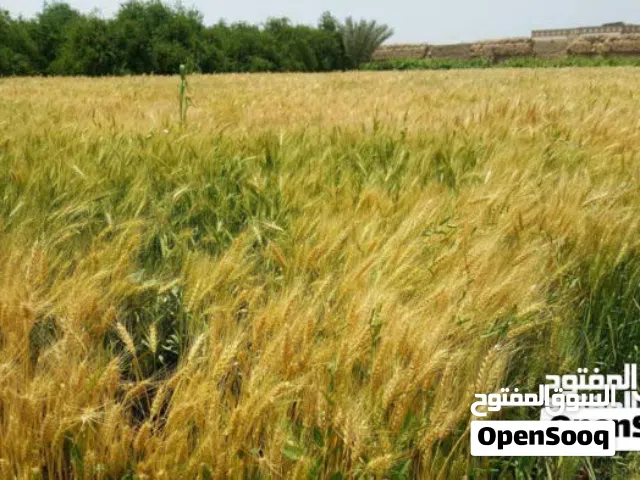 ارض تجارية او زراعيه للبيع