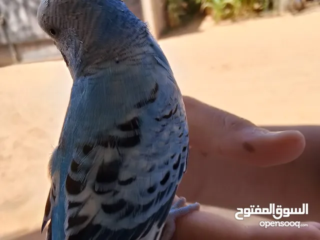 بقلينو مشاء الله مروض ترويض فل