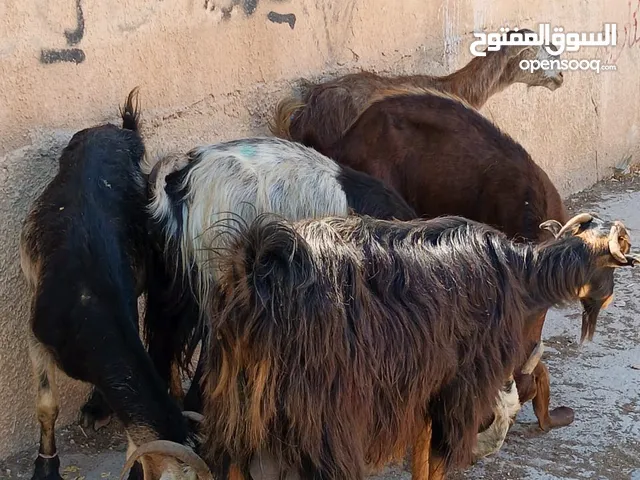 ست عنزات سن جمع نضيف