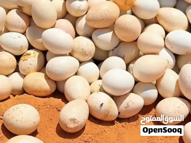 مطلوب بيض مخصب