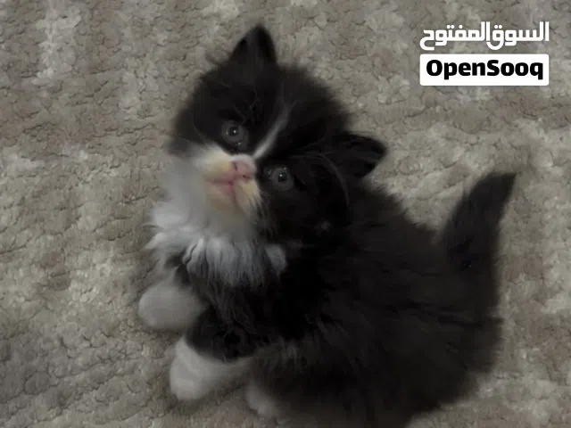 مجموعه كتنز بيرشن للبيع