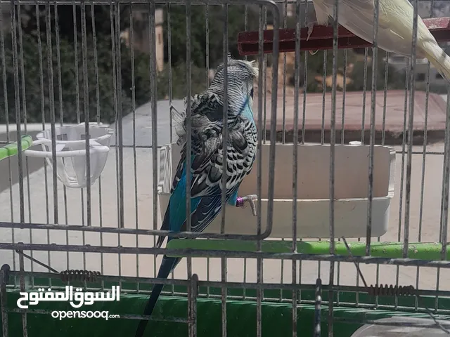 عصفير للبيع