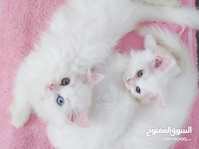 TURKISH ANGORA