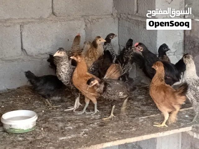 السلام عليكم للبيع دجاج فراريج  مشكل الوان حلوه