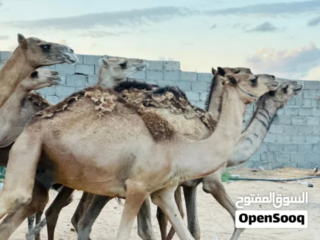 قعدان مناسبة