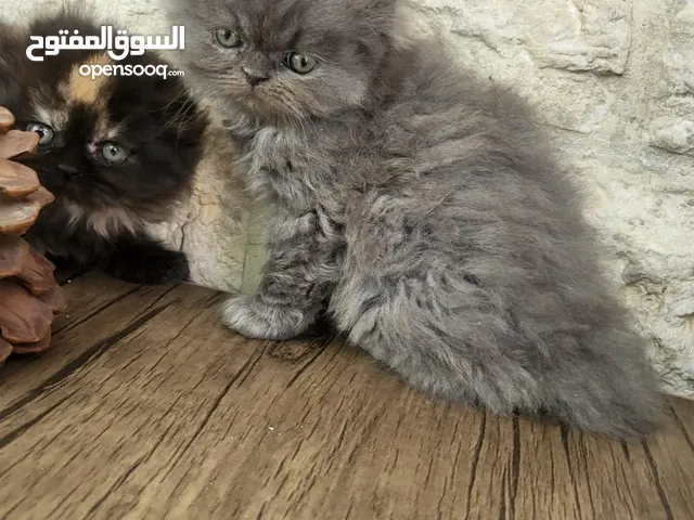 كيتنز سكوتش فولد لونج هير