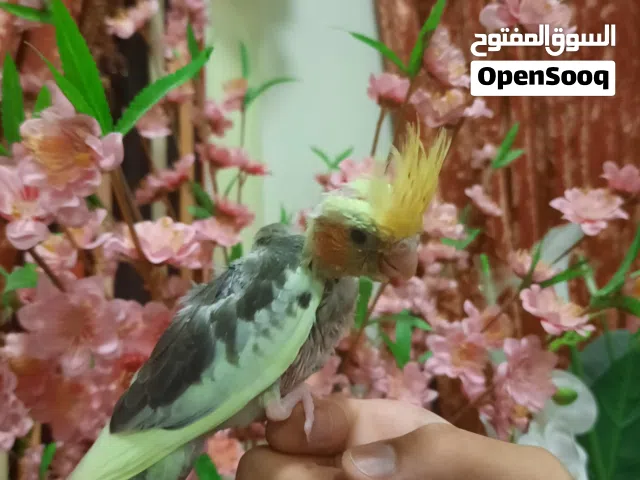 للبيع فرخ كوكتيل