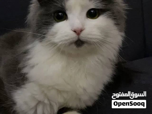 قط شيرازي بحاله ممتازه