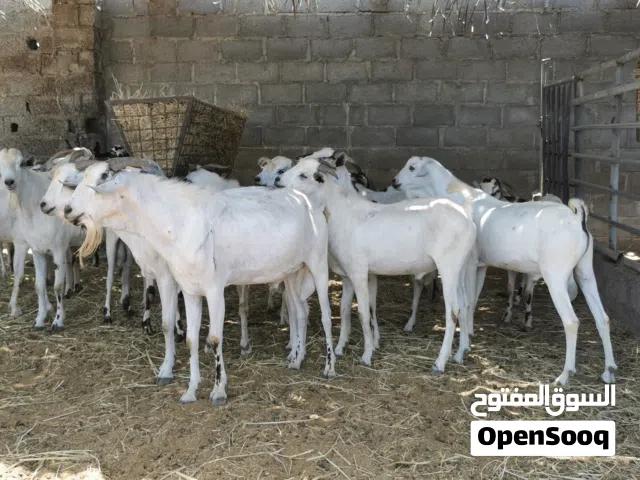 صومالية الحجم الكبير مطعومات