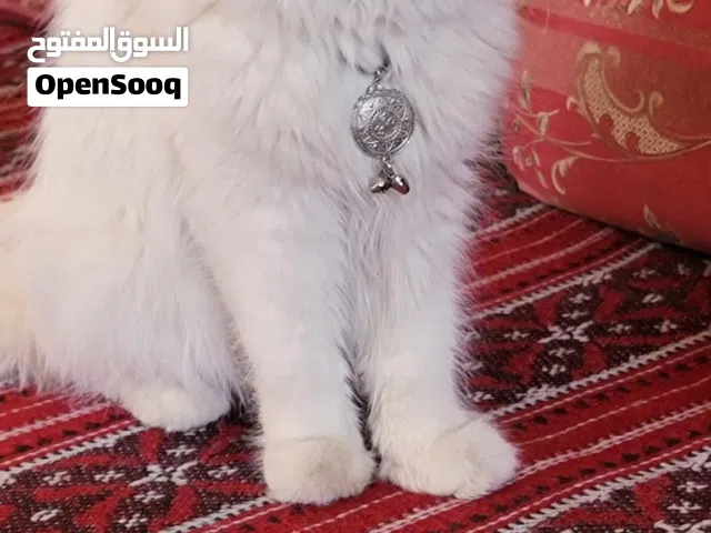 قطه للبيع قطه شيرازي