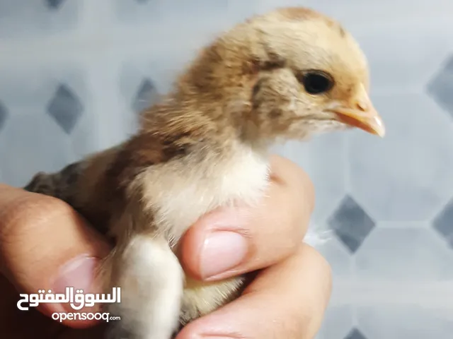 دجاجة أسترالية مفلسة