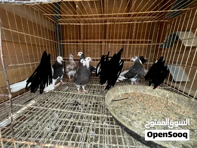 حمام برمنقهام