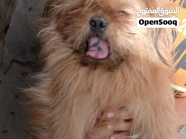 کلاب للبيع زينه مال بيت العمر سنه وخمس تشر