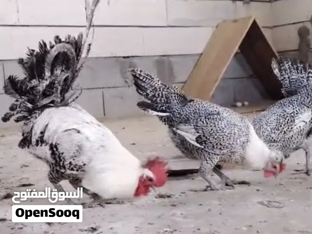 دجاج فيومي بياضات للبيع العدد زوجين