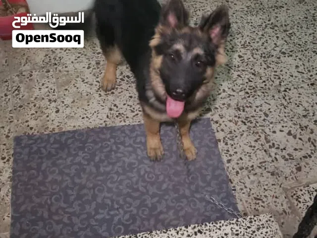 ذكر جيرمن عمر خمسه اشهر