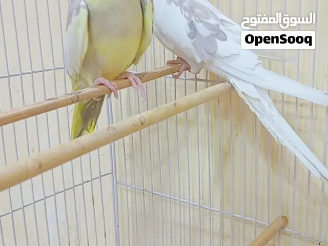 طيور كوكتيل