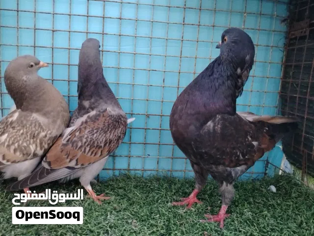 حمام مدينه برونز و لاحم دن اقرا الوصف