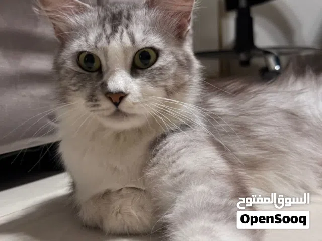 قطة للبيع ب 10ريال