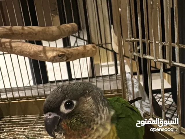 كنيور الجنس والله ماعرف بس مدرب و أليف