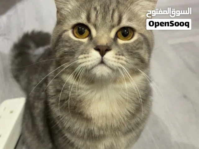 قط ذكر للتبني