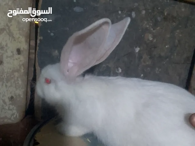 ارانب للبيع