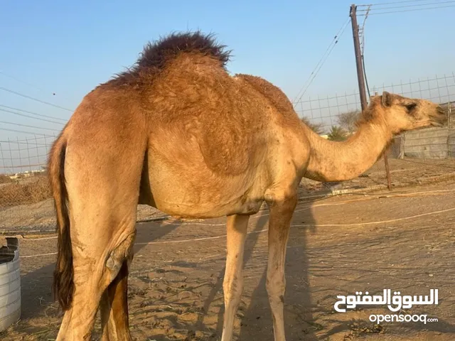 للبيع قعود محلي