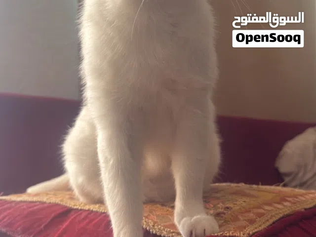 4 قطاوه تبني