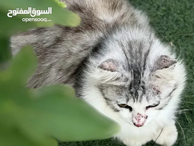 قطط ذكر عمر سنه