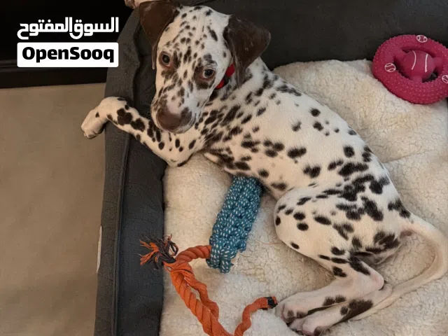 3 months old Dalmatian dog كلب دلمايشن