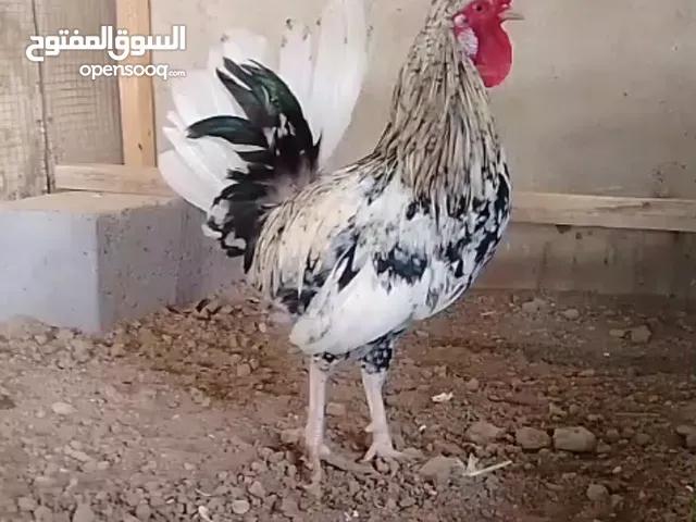 للبيع لللبيع