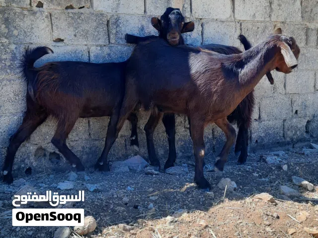 عنزين و تيس