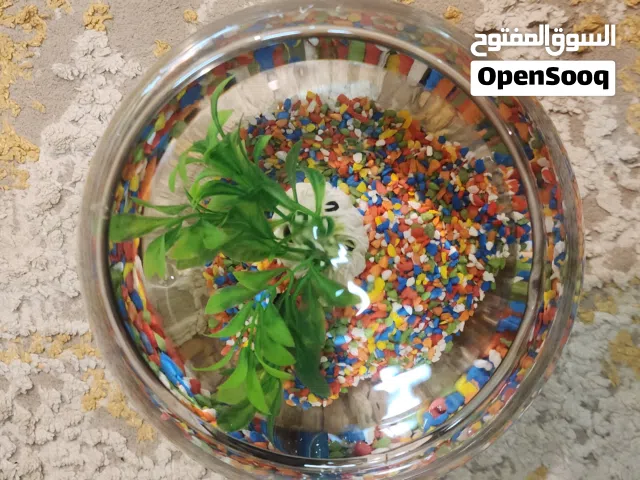 سمكة بيتا للبيع